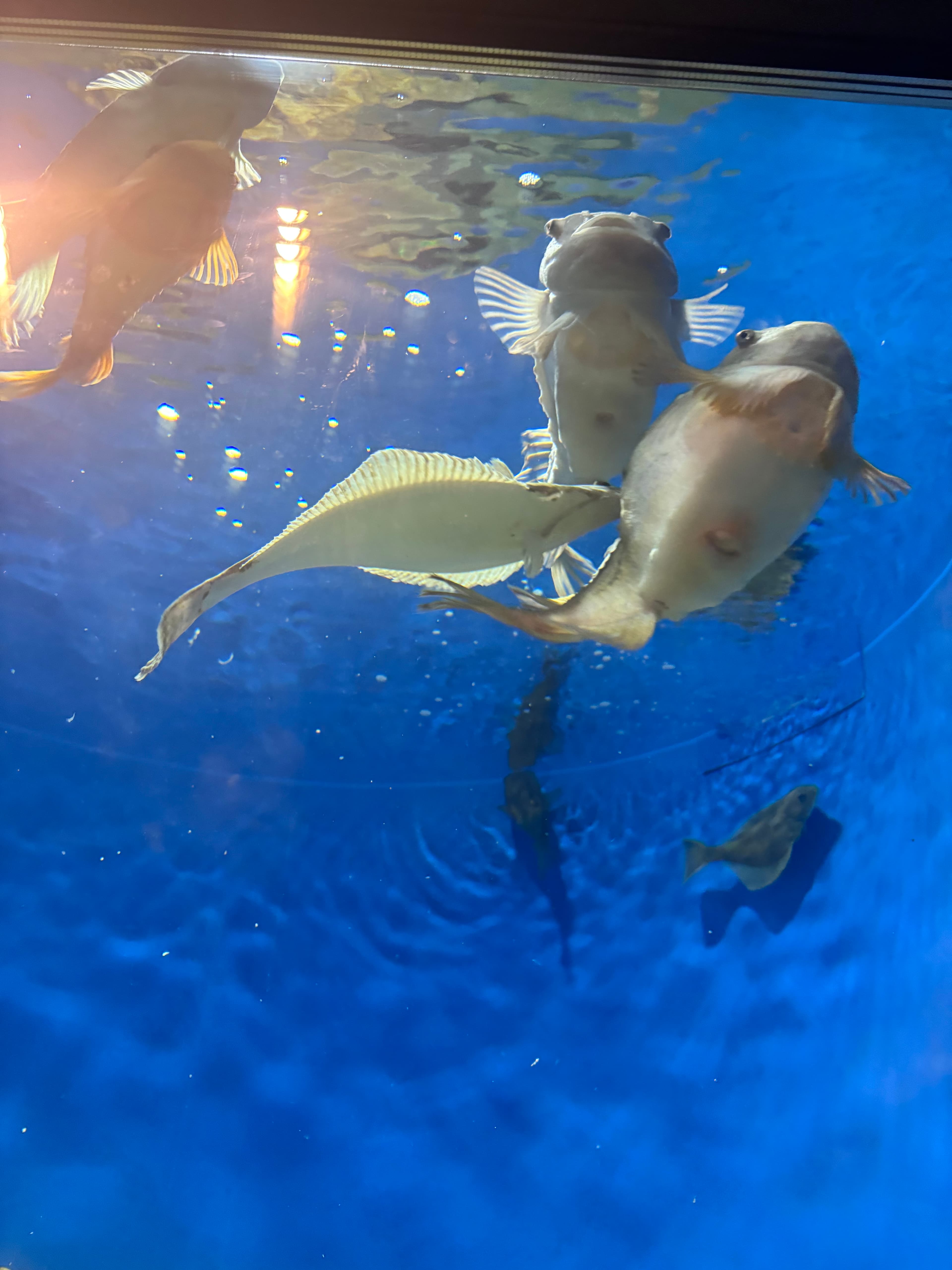 出品テスト - Image 1